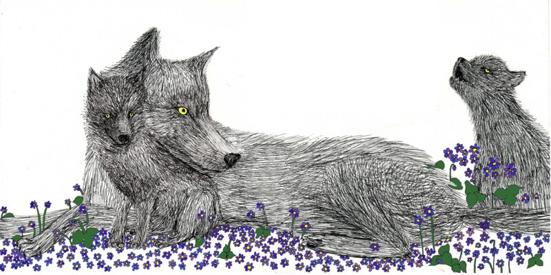 Liisa Maria Murdvee illustratsioon, Sinilillehundid
